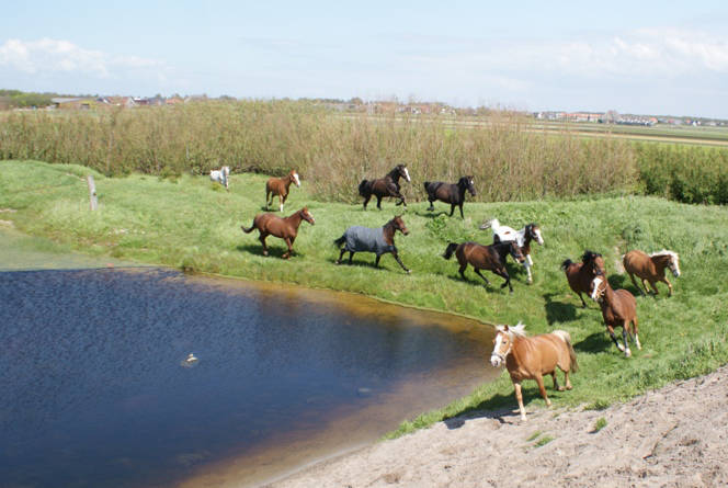 Reiten am Strand im Urlaub